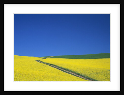 Palouse Hills in Growing Season by Anonymous