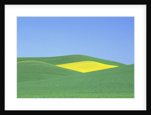 Palouse Hills in Growing Season by Anonymous
