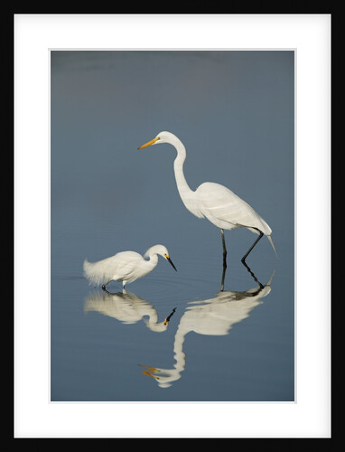 Snowy and Great Egrets by Anonymous