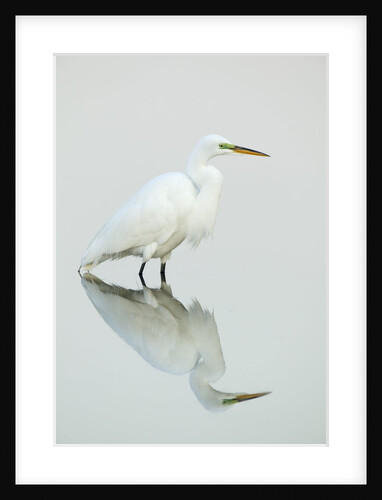 Great Egret Reflected by Anonymous