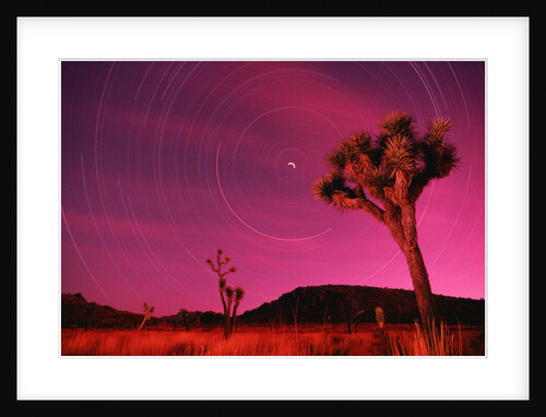 Joshua Tree Against Magenta Sky by Anonymous