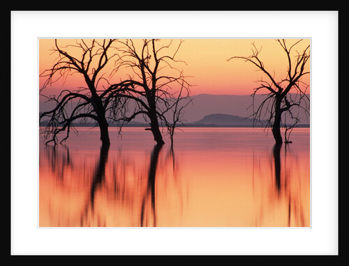 Silhouetted Trees in Salton Sea by Anonymous