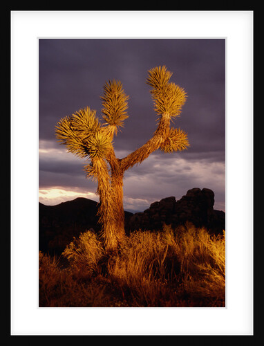 Joshua Tree by Anonymous