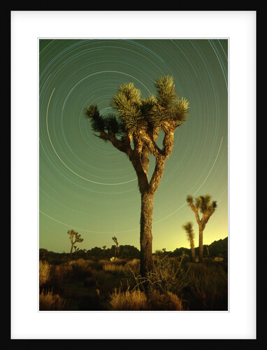 Star Trails and Joshua Trees by Anonymous
