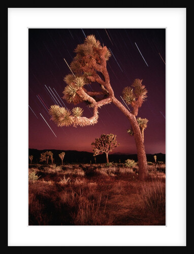 Meteor Trails and Joshua Trees by Anonymous