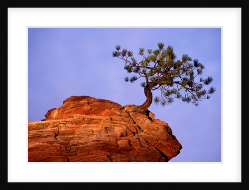 Ponderosa Pine and Hoodoo Rock by Anonymous