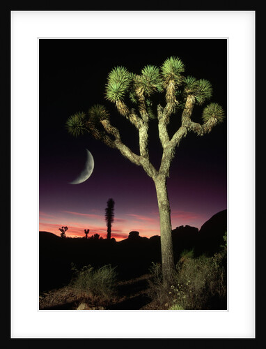 Crescent Moon and Joshua Tree by Anonymous