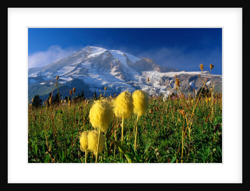 Wildflowers Blooming Beneath a Snowy Mountain by Anonymous