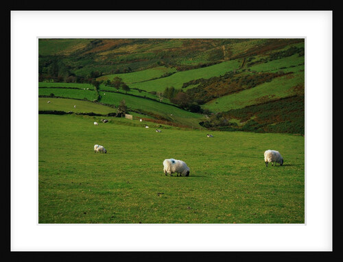 Sheep and Stone Walls in Green Pastures by Anonymous