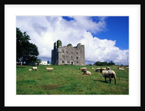 Sheep Grazing near Leamaneagh Castle by Anonymous