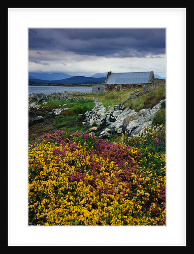 Flowers Along Carna Bay by Anonymous