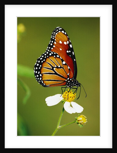 Monarch Butterfly on Flower by Anonymous