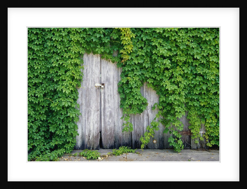Ivy Covered Barn Door by Anonymous