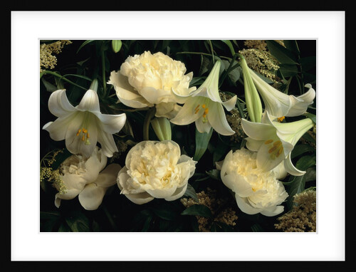 Easter Lilies and White Peonies by Anonymous