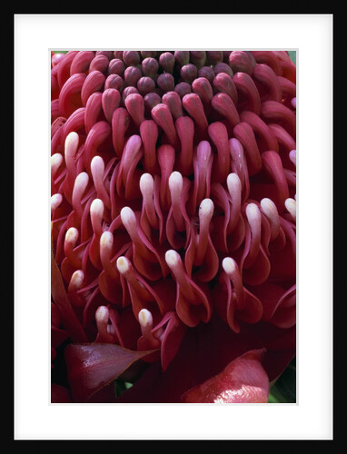 Waratah Flower by Anonymous