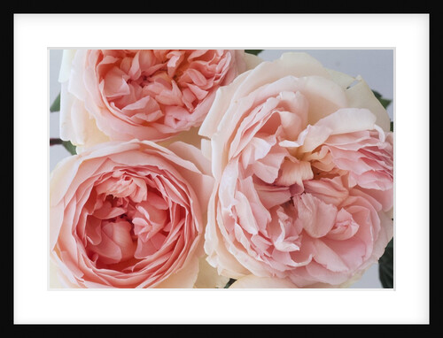 Sharifa Roses by Anonymous