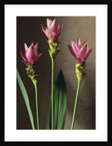 Curcuma by Anonymous