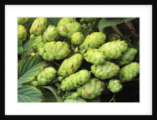 Hops by Anonymous