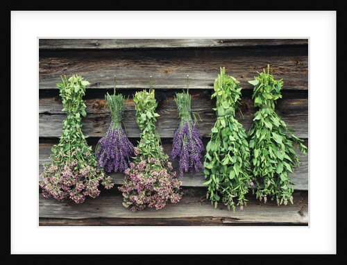 Herbs Drying Upside Down by Anonymous
