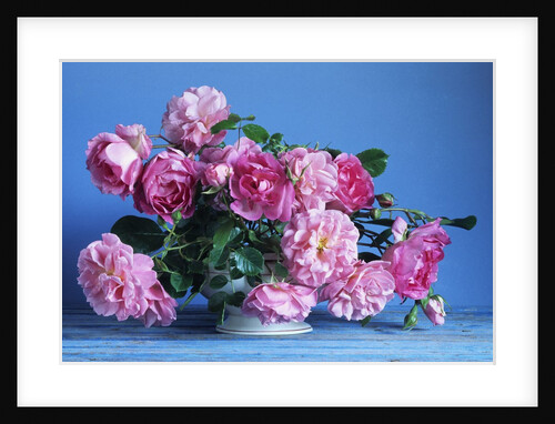 Grussan Achen Felicia and Centenaire de Lourdes Roses by Anonymous