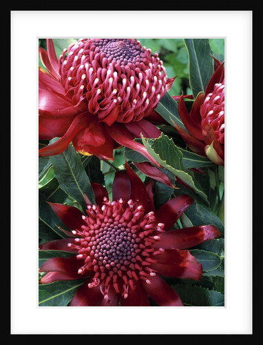 Warratahs by Anonymous