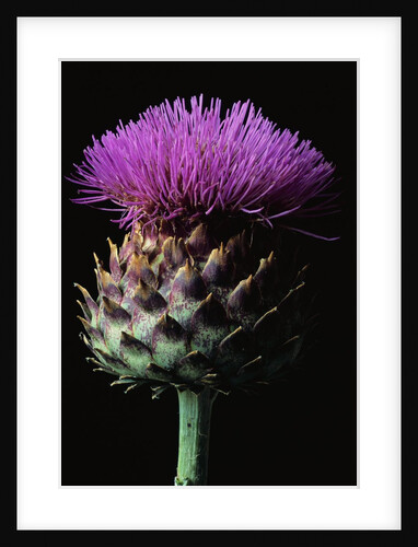 Cardoon by Anonymous