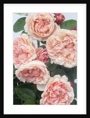 St. Swithan Roses by Anonymous