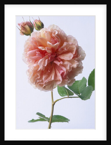 English Elegance Rose by Anonymous