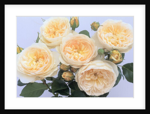 England's Rose by Anonymous