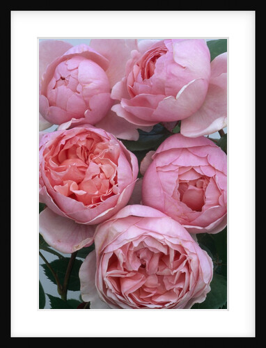 Brother Cadfael Roses by Anonymous