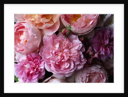 Cottage Rose and Sceptered Isle Roses by Anonymous