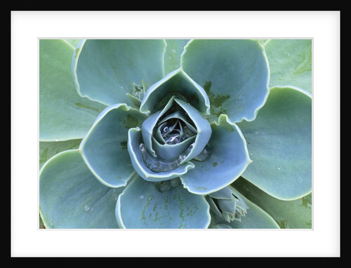 Succulent Echeveria by Anonymous