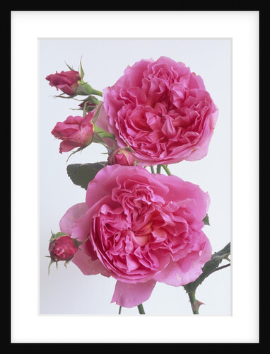 Hilda Murrell Roses by Anonymous