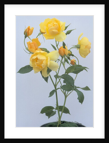 Buttercup Roses by Anonymous