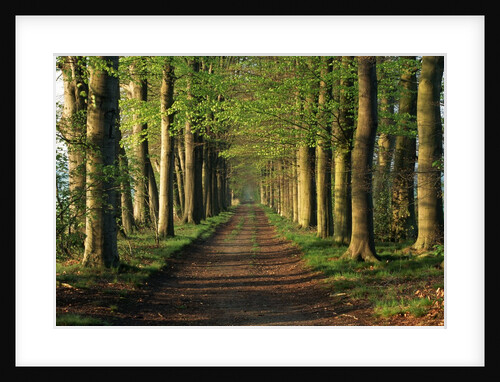 Tree-Lined Path by Anonymous