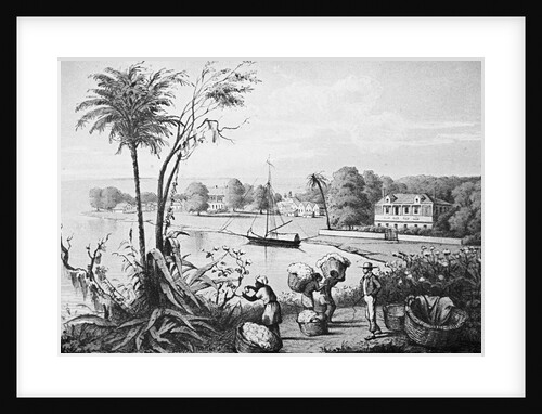 People Working on A Cotton Plantation by Anonymous