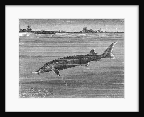 Sturgeon Fish Swimming Across from Island by Anonymous