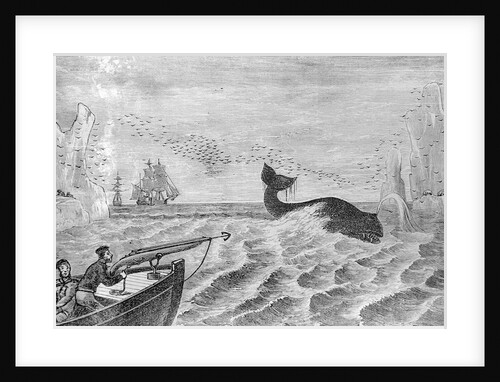 Man Whaling with Harpoon Gun by Anonymous