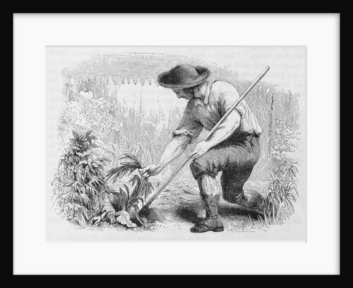 Illustration of Young Benjamin Franklin in a Garden by Anonymous
