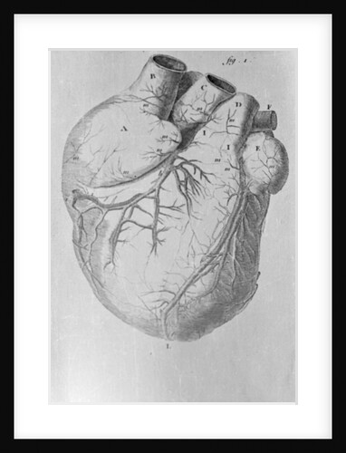 Illustration of Human Heart by Anonymous