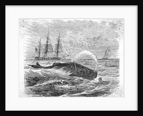 Whale Being Harpooned by Anonymous