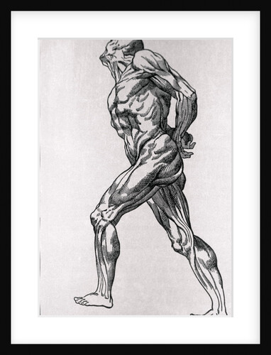 Portrait of the Human Body by Anonymous
