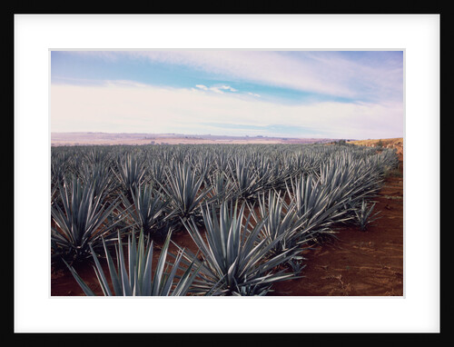 Rows of Mexican Agave by Anonymous