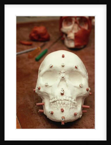 Anasazi Indian Skull Model by Anonymous