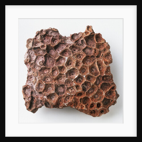 Actinocyathus: Weathered Colony Surface by Anonymous