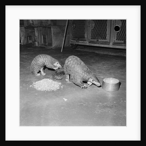 Trefflich's Anteaters by Anonymous