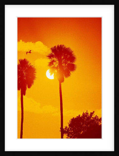 Orange Sunset and Silhouetted Palm Trees by Anonymous