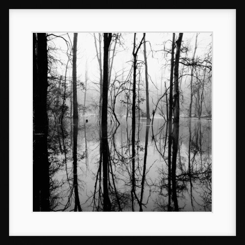 Reflection of Swamp by Anonymous