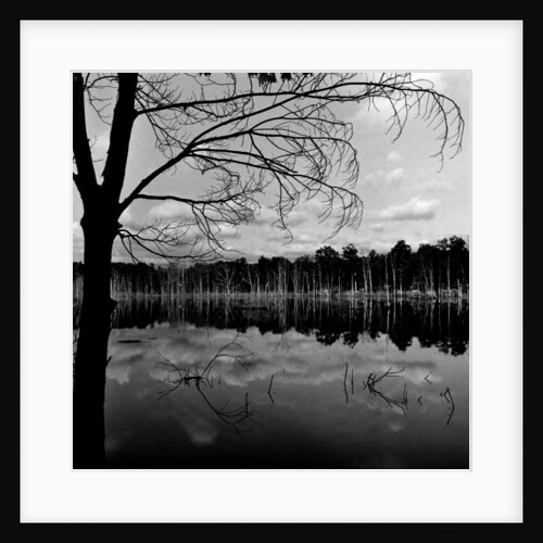 Trees by Lakeshore by Anonymous