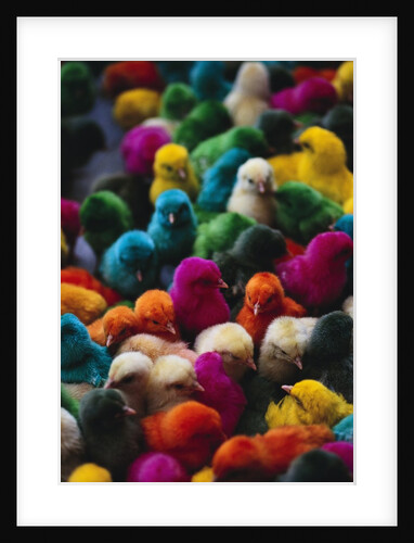 Chicks Colored for Indian Holiday by Anonymous